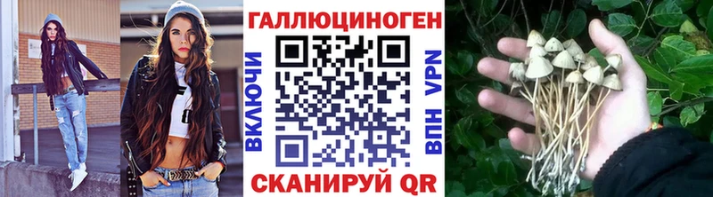 Галлюциногенные грибы Psilocybine cubensis  Заринск 